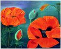 Mohn Impressionen
